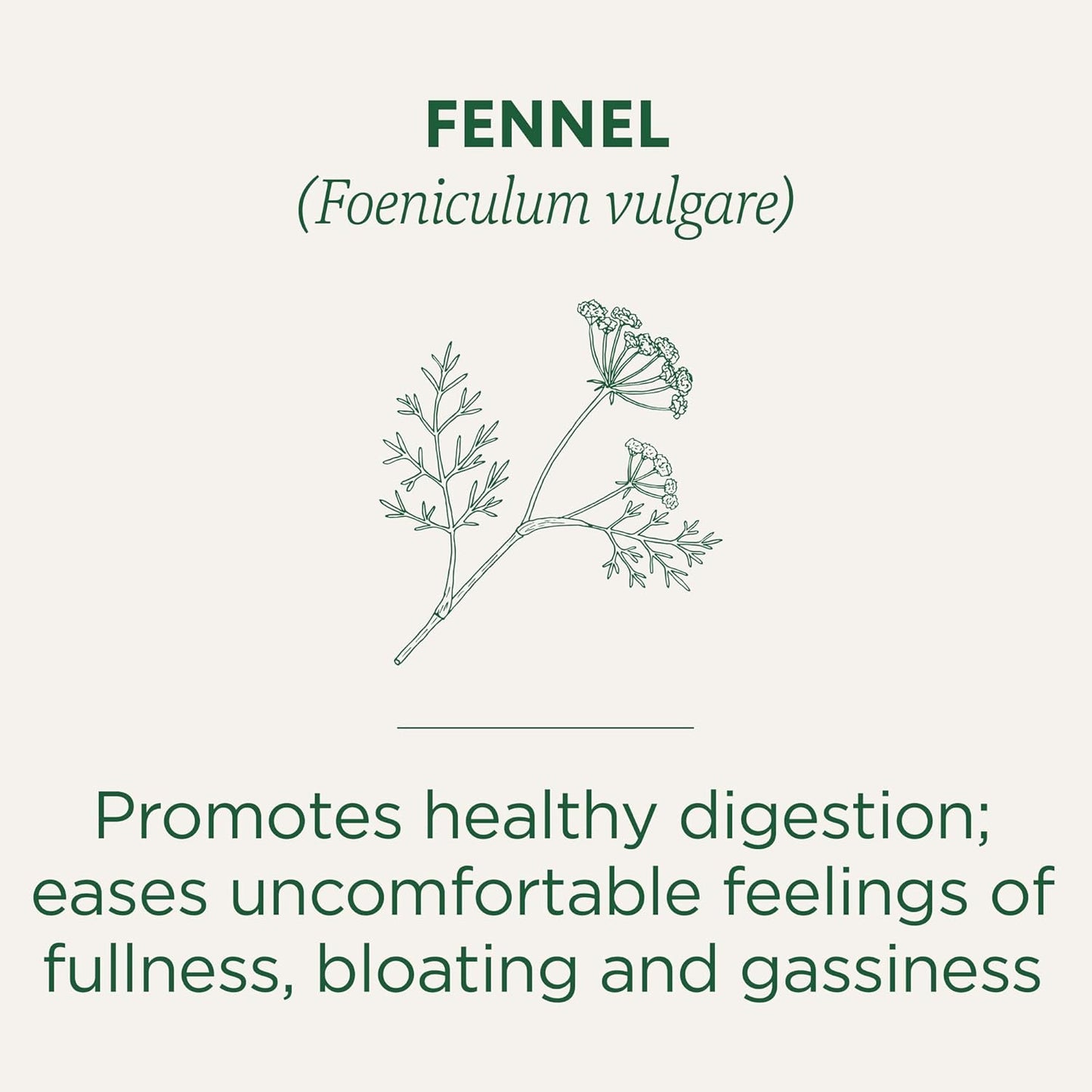 Fennel Tea – Ayurvedic Support for Digestive Comfort & Bloating