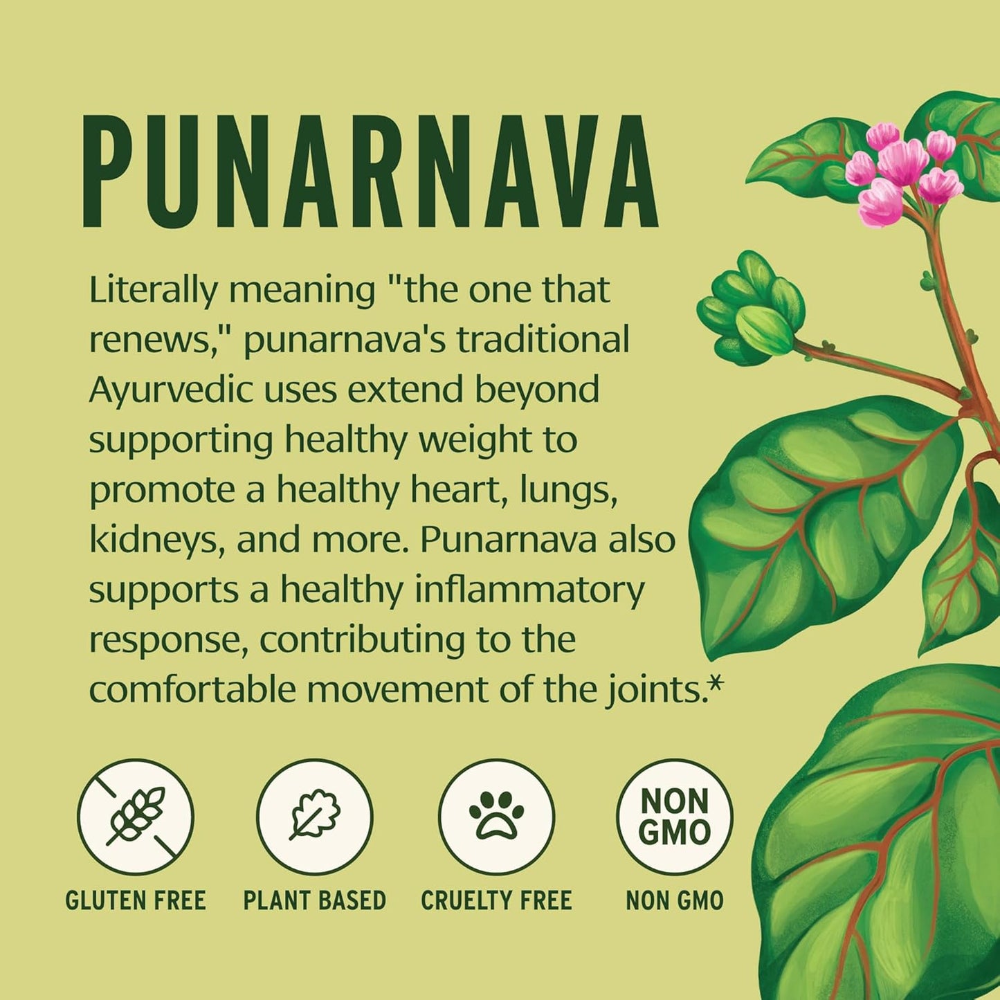 Punarnava – Ayurvedic Herb for Kidney Health, Swelling & Water Balance